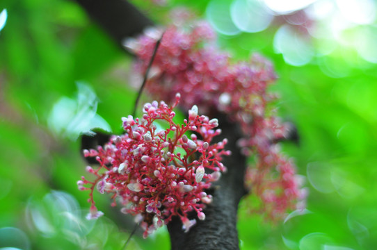 楊桃花