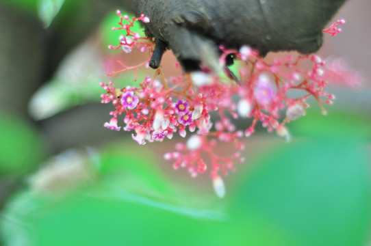 楊桃花