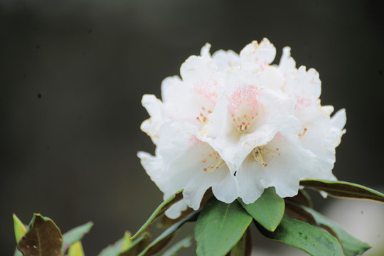 碧沽天池