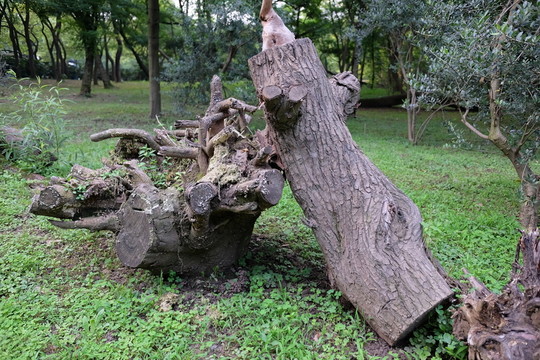 木樁 樹根