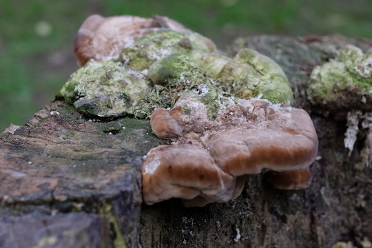 木樁 樹(shù)根