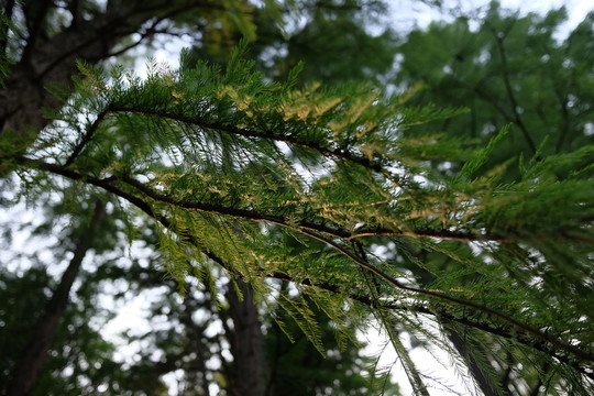 樹林 森林