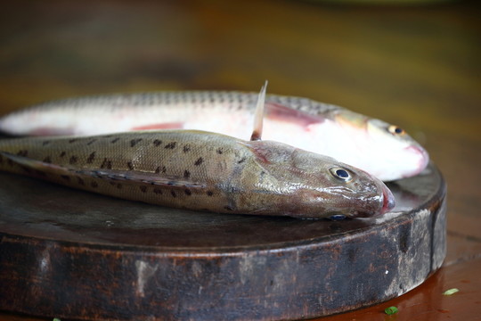 江魚(yú) 鱸魚(yú) 食材