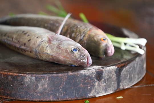 江魚(yú) 鱸魚(yú) 食材