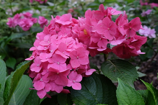 花朵 鮮花