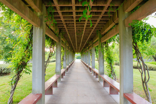 公園藤架涼亭