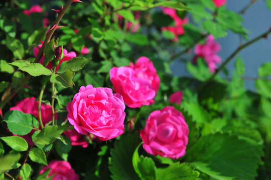 月季花