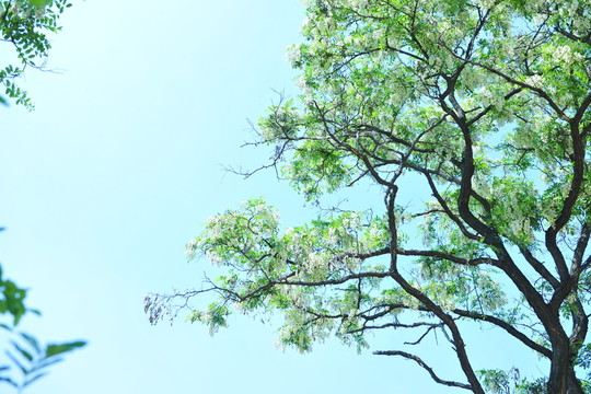 槐樹 樹木 槐樹開花