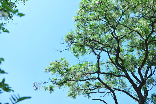 槐樹開花 槐花 白色花