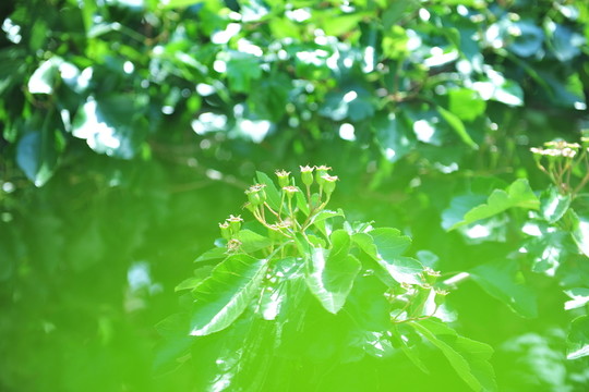青山楂 山楂樹 山楂種植