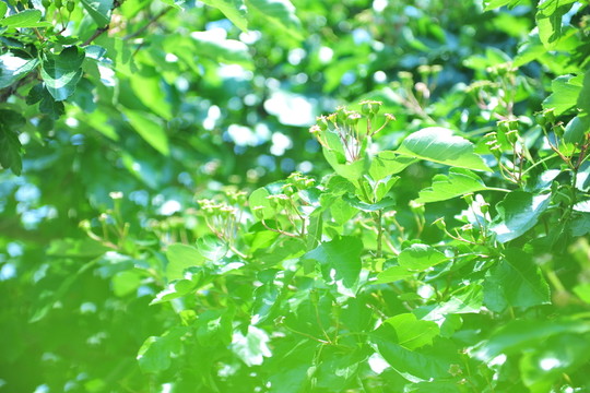 青山楂 山楂樹(shù) 山楂種植