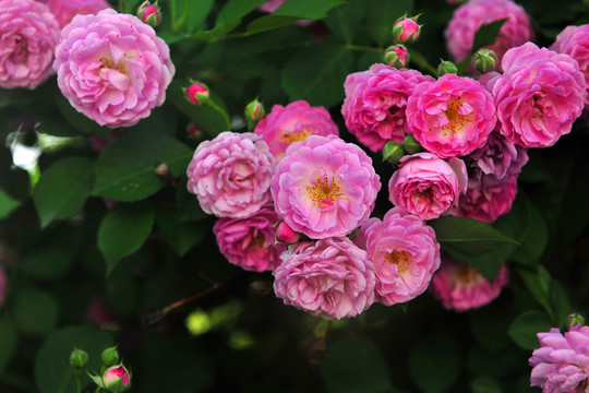 薔薇花 盛開的鮮花