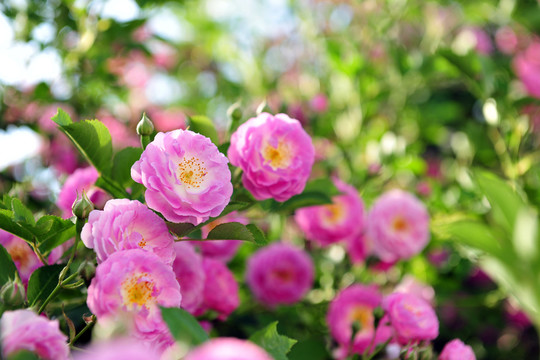 薔薇 火焰紅 花蕾