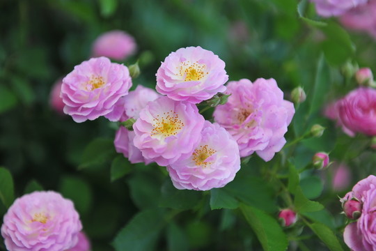 薔薇花 盛開的鮮花