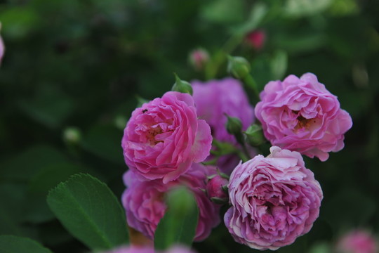 薔薇花 園林造景
