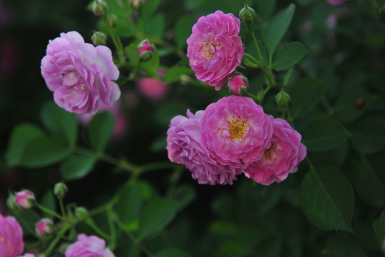 薔薇花 園林造景