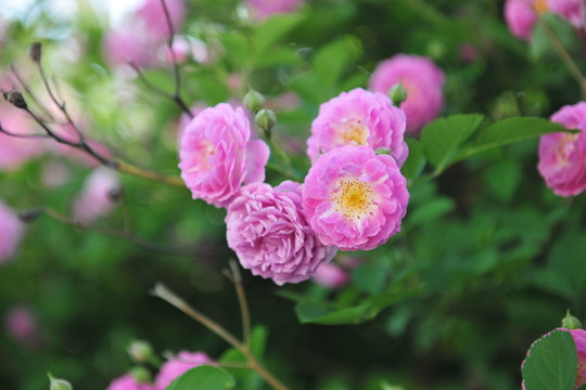 蔷薇花 园林造景