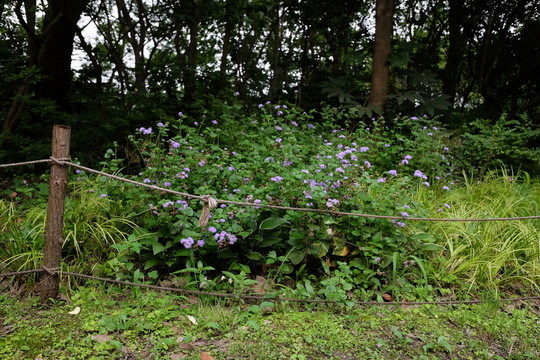 樹林 森林