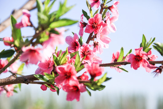 桃花笑春風(fēng)