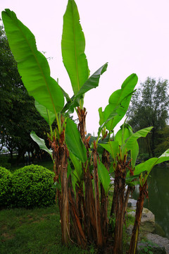 芭蕉樹