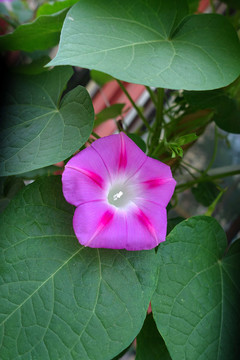 爬山虎花