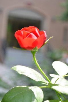 玫瑰花