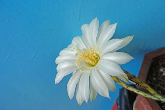 仙人球花