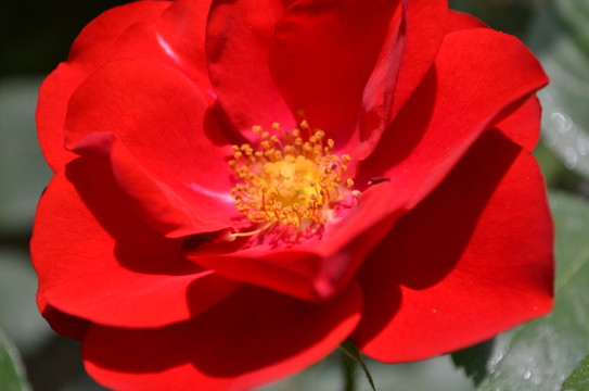 玫瑰花