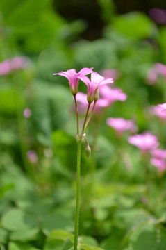 小紅花