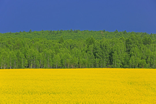 樹林與油菜花