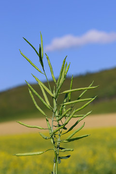 油菜籽