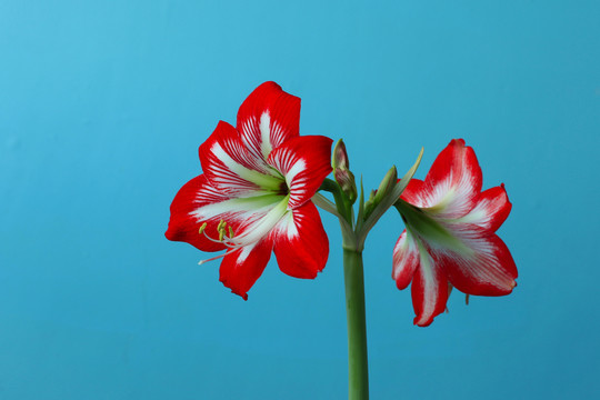 朱頂紅