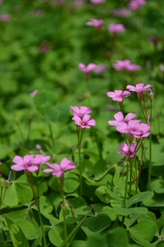 小紅花