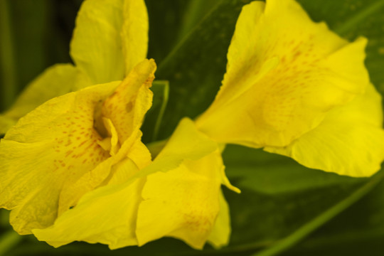 黃花