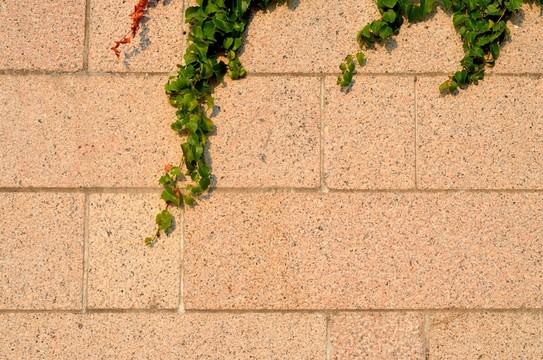 石頭植物墻 墻壁 背景墻