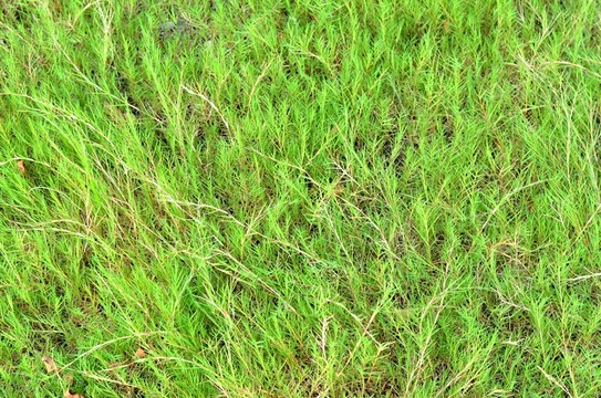 綠草 青草 野草