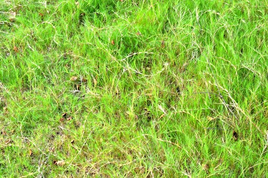 綠草 青草 野草