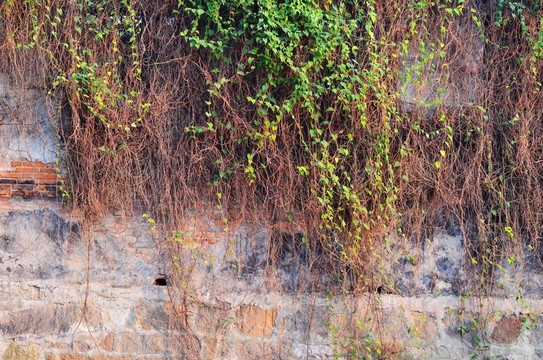 老墻 植物墻