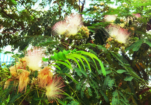 合歡花