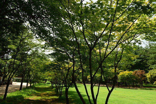 樹林陽(yáng)光草地