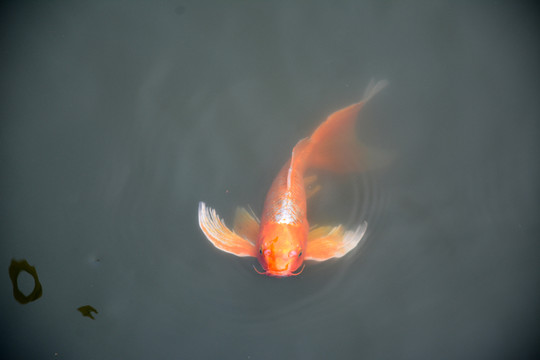 錦鯉