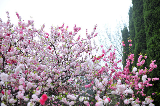 桃花盛開 春色滿園 繁花滿枝