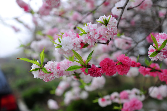 復(fù)色桃花 觀賞桃 桃花盛開