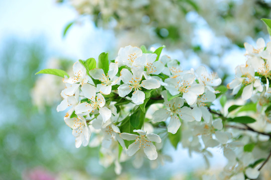 白色花 果樹花 花海