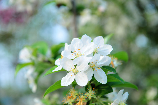 白色花 果樹花