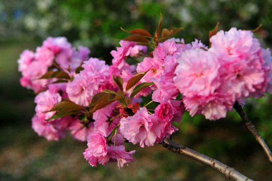 櫻花 櫻花園