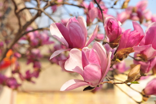 玉蘭花