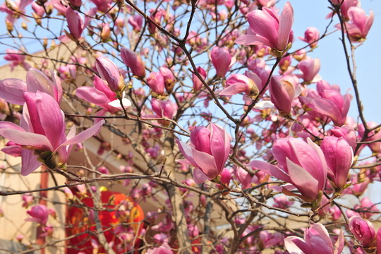 玉蘭花 玉蘭樹