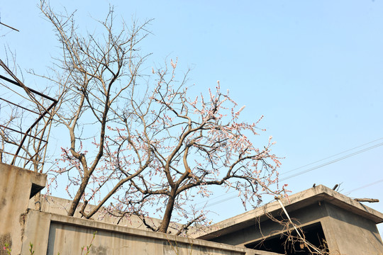 紅杏出墻 杏樹(shù)