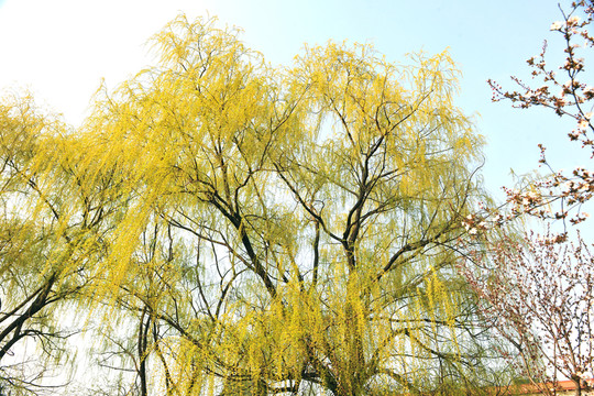 柳樹(shù) 樹(shù)木 春天樹(shù)木